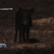 Illustration for article titled The Biggest Threat To Texas Insane 85 MPH Highway? Packs Of Feral Hogs, Apparently